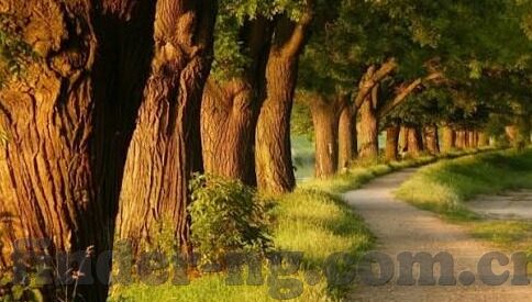 大发足球即时比分-大发足球即时比分，足球迷的实时信息盛宴